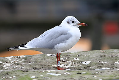 Black-headed Gull (Chroicocephalus ridibundus) [Dragør, Denmark]