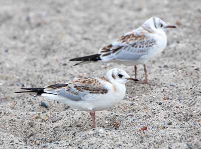 Black-headed Gull