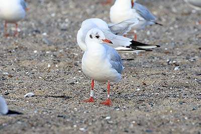 Black-headed Gull (Chroicocephalus ridibundus) [Amager Strandpark, Denmark]