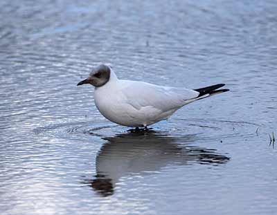 Black-headed Gull