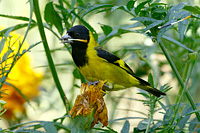 Black-headed Siskin