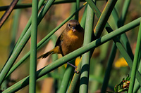 Black-polled Yellowthroat