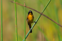 Black-polled Yellowthroat