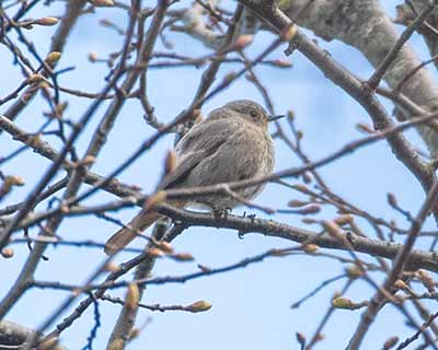 Black Redstart