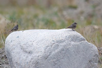 Black Redstart