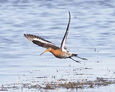 Black-tailed Godwit