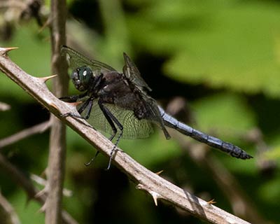 Black-tailed Skimmer