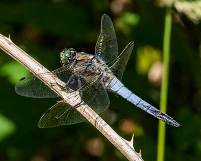 Black-tailed Skimmer