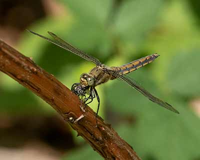 Black-tailed Skimmer