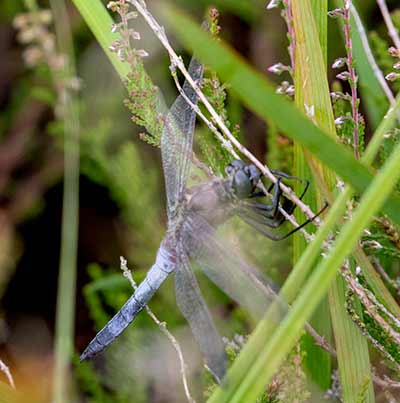 Black-tailed Skimmer