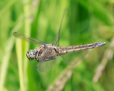 Black-tailed Skimmer