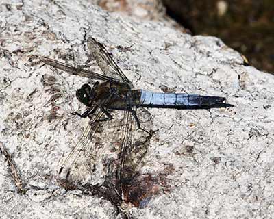 Black-tailed Skimmer