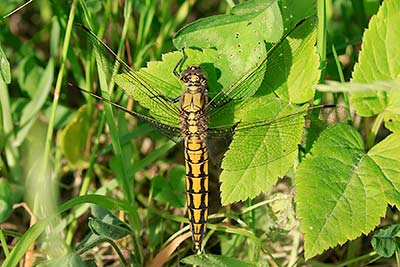 Black-tailed Skimmer