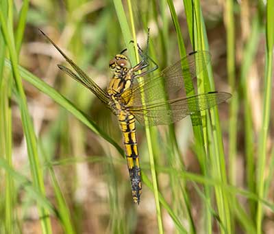 Black-tailed Skimmer