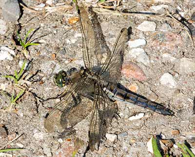 Black-tailed Skimmer