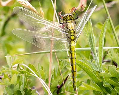 Black-tailed Skimmer