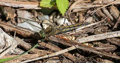Black-tailed Skimmer