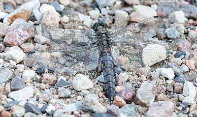 Black-tailed Skimmer