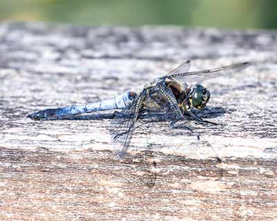 Black-tailed Skimmer (Orthetrum cancellatum) [Han Vejle (skjulet), Denmark]