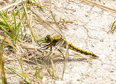 Black-tailed Skimmer