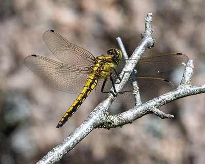 Black-tailed Skimmer