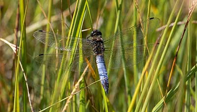 Black-tailed Skimmer