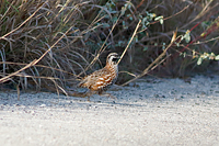 Black-throated Bobwhite
