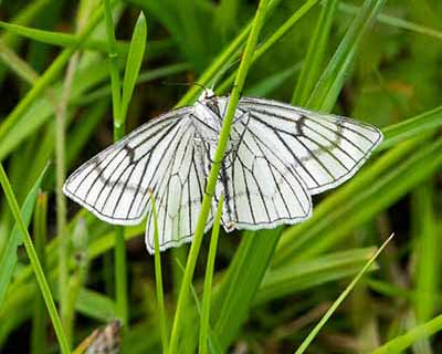 Black-veined Moth