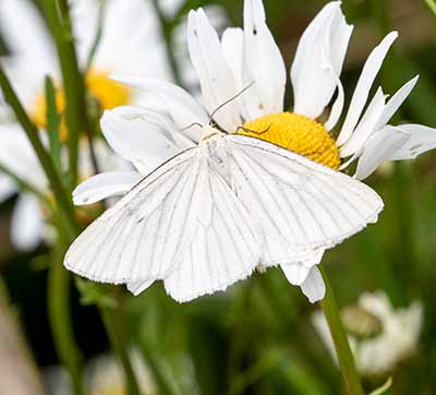 Black-veined Moth