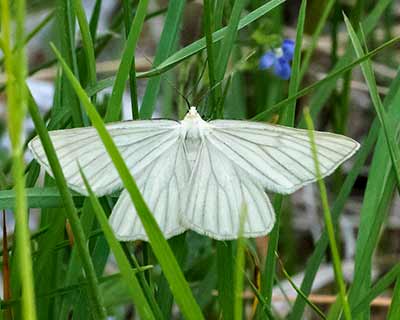 Black-veined Moth