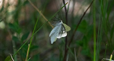 Black-veined Moth
