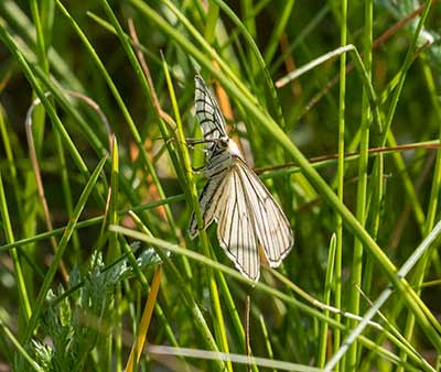 Black-veined Moth