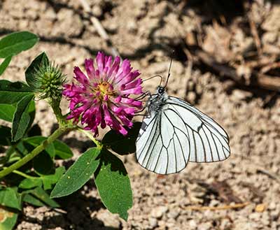 Black-veined White