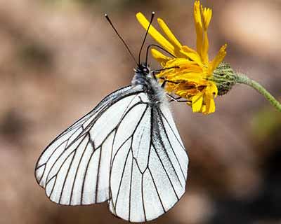 Black-veined White