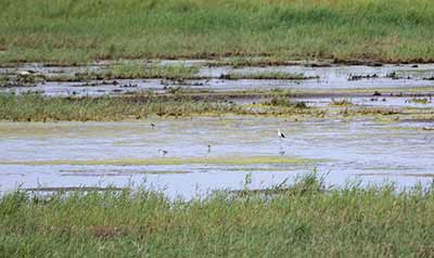 Black-winged Stilt