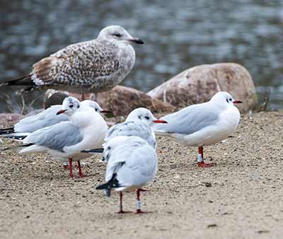Black-headed Gull (Chroicocephalus ridibundus) [Christianshavns vold og voldgrav, Denmark]