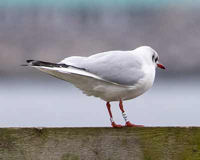 Black-headed Gull (Chroicocephalus ridibundus) [Søstjernen (Amager Strand), Denmark]