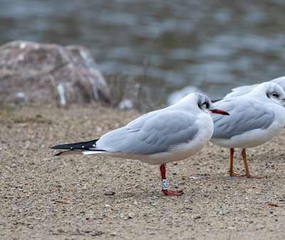 Black-headed Gull (Chroicocephalus ridibundus) [Christianshavns vold og voldgrav, Denmark]