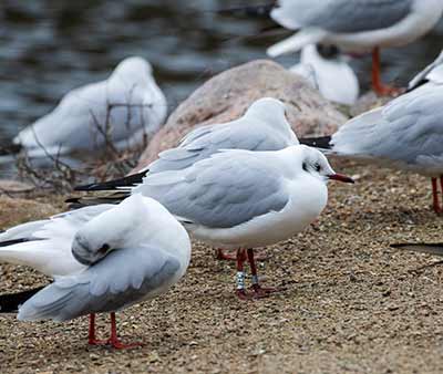 Black-headed Gull (Chroicocephalus ridibundus) [Christianshavns vold og voldgrav, Denmark]