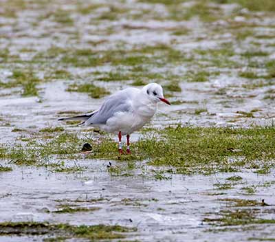 Black-headed Gull (Chroicocephalus ridibundus) [Amager Strandpark, Denmark]