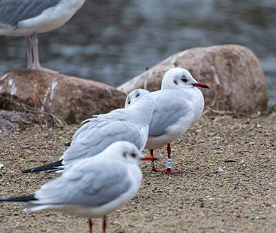 Black-headed Gull (Chroicocephalus ridibundus) [Christianshavns vold og voldgrav, Denmark]