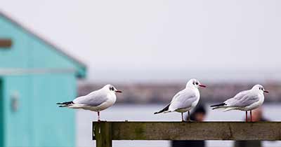 Black-headed Gull (Chroicocephalus ridibundus) [Søstjernen (Amager Strand), Denmark]