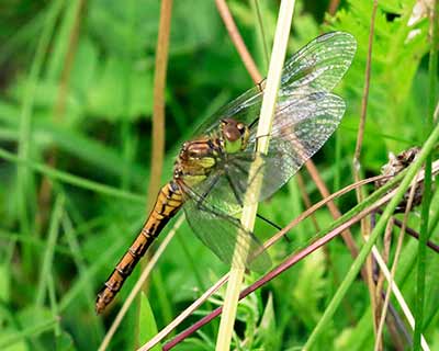 Ruddy Darter