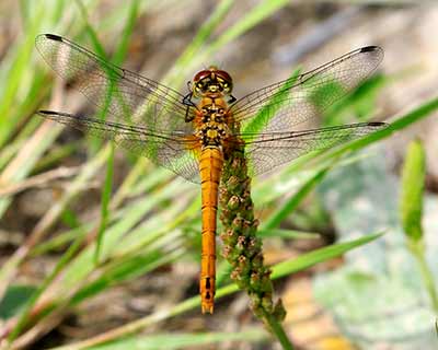 Ruddy Darter