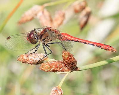 Ruddy Darter