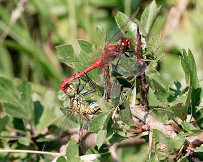 Ruddy Darter