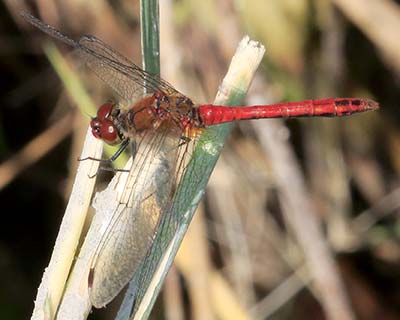 Ruddy Darter