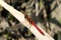 Ruddy Darter