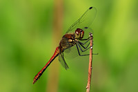Ruddy Darter