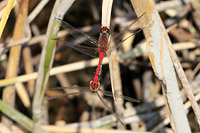 Ruddy Darter